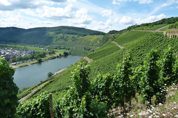 Angelkarte kaufen für Rheinland-Pfalz Fiskado - Mosel 105 Stauhaltung St.Aldegund - Angelkarte kaufen für Rheinland-Pfalz -